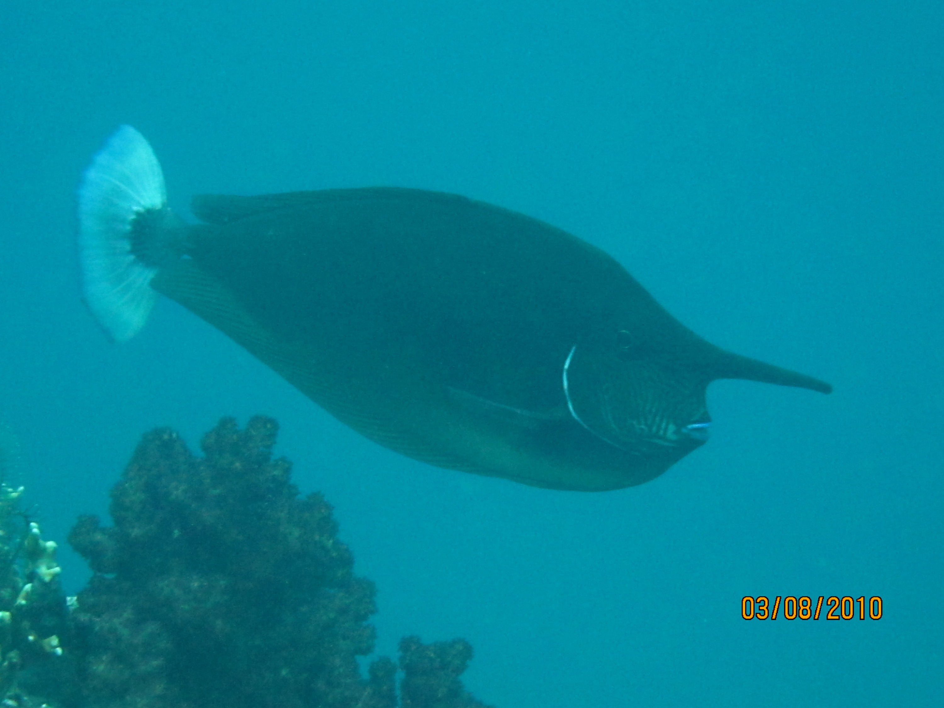 best of Fiji 2010 Aug.