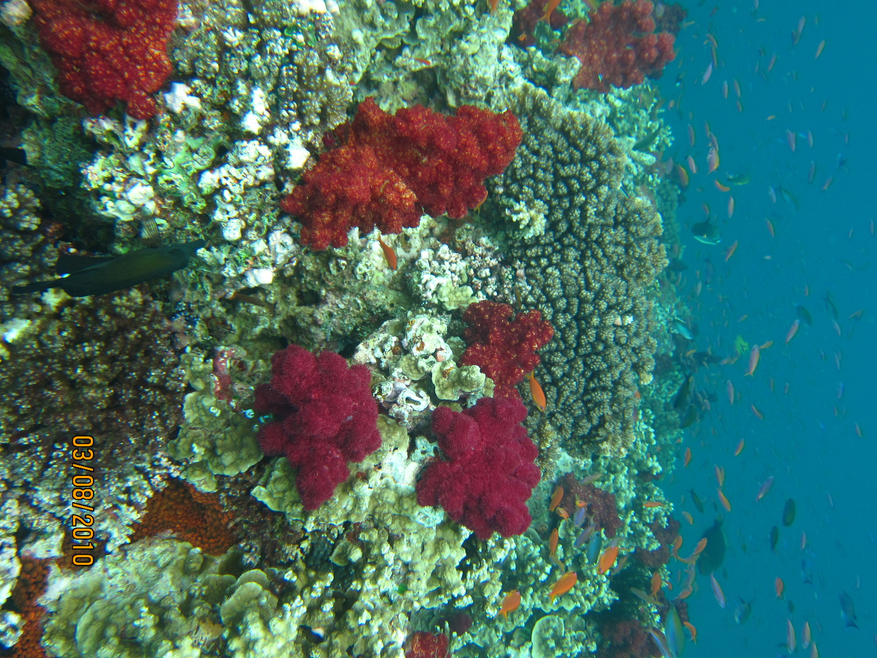 best of Fiji 2010 Aug.