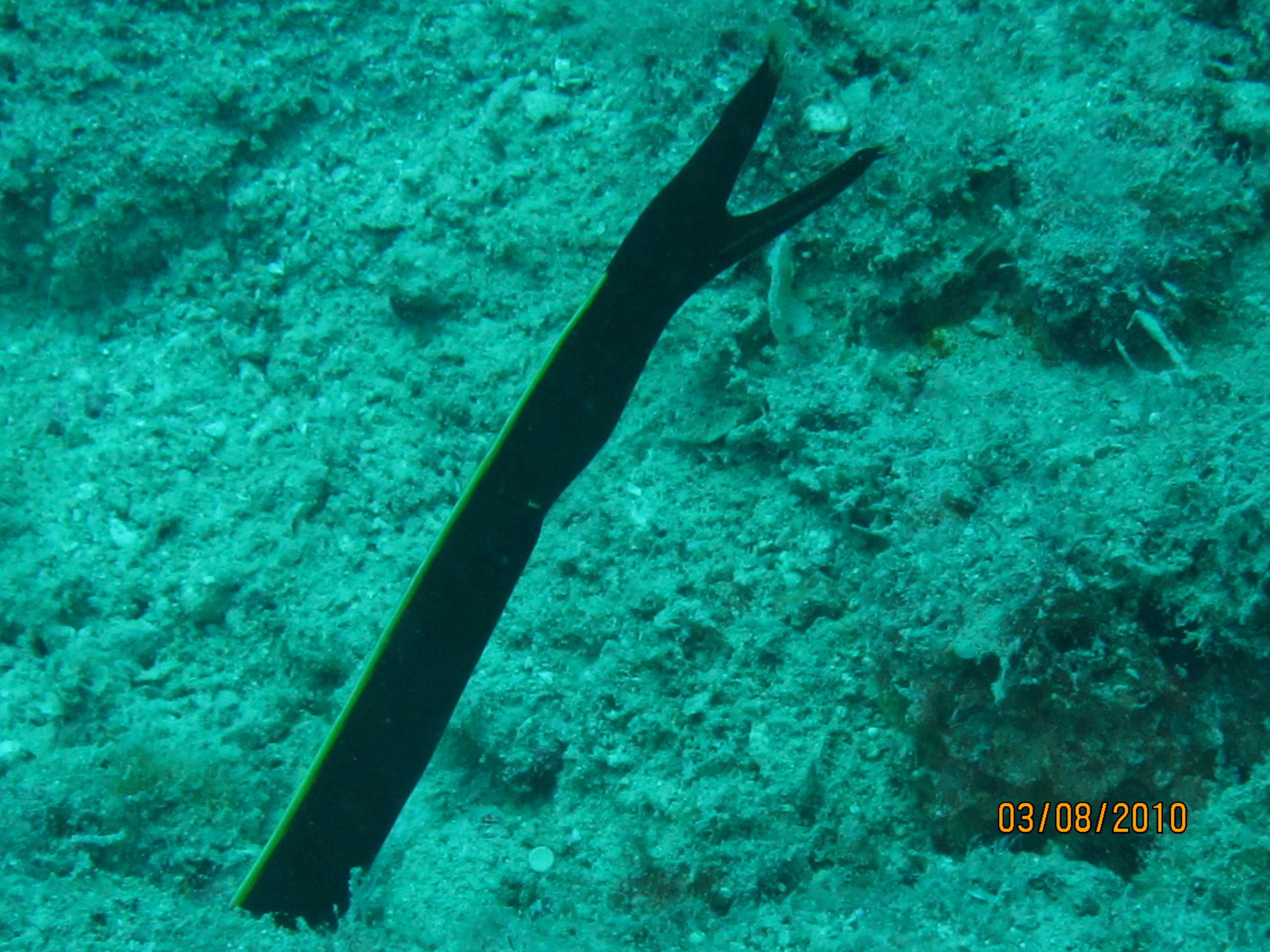best of Fiji 2010 Aug.