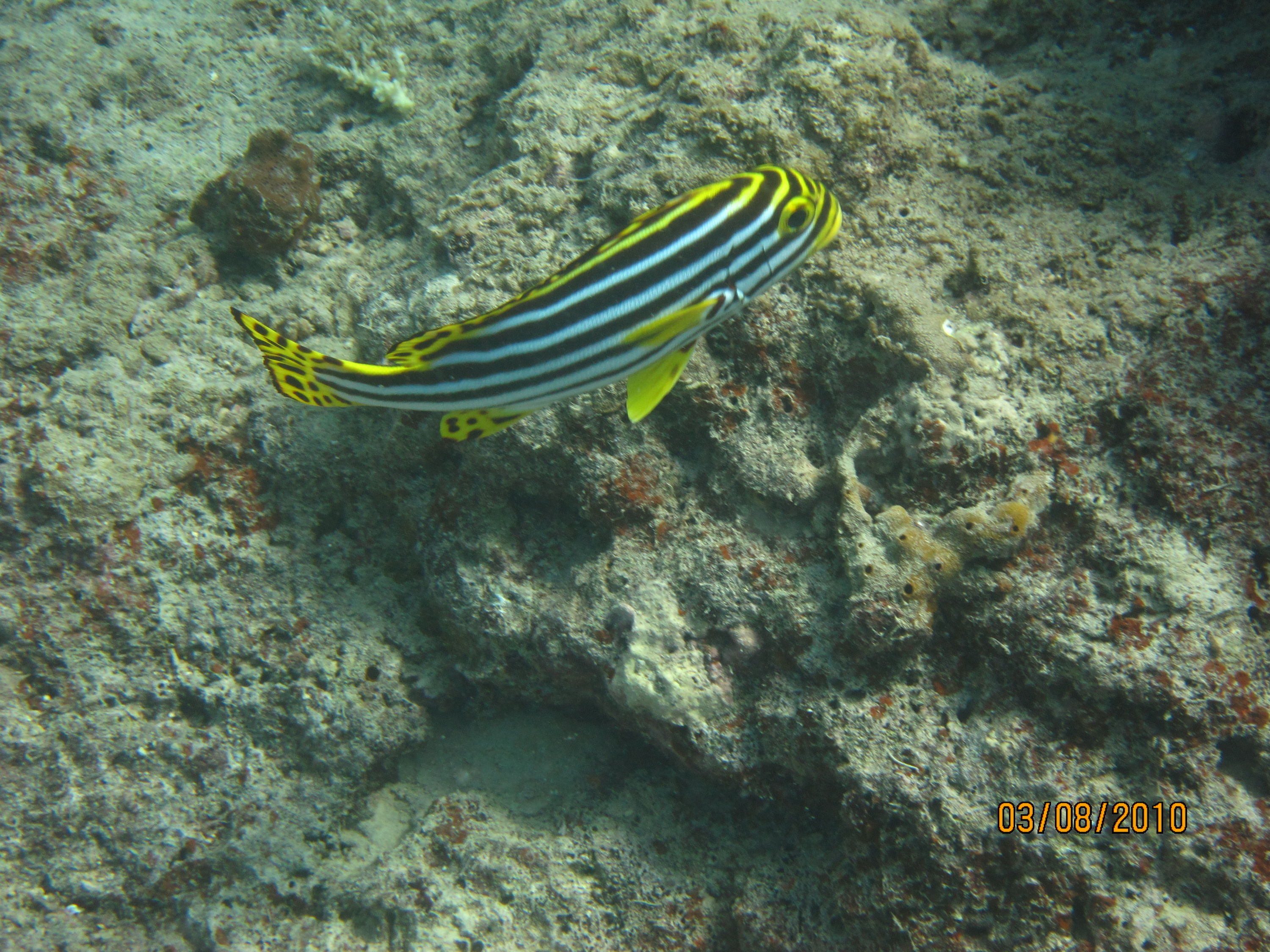 best of Fiji 2010 Aug.