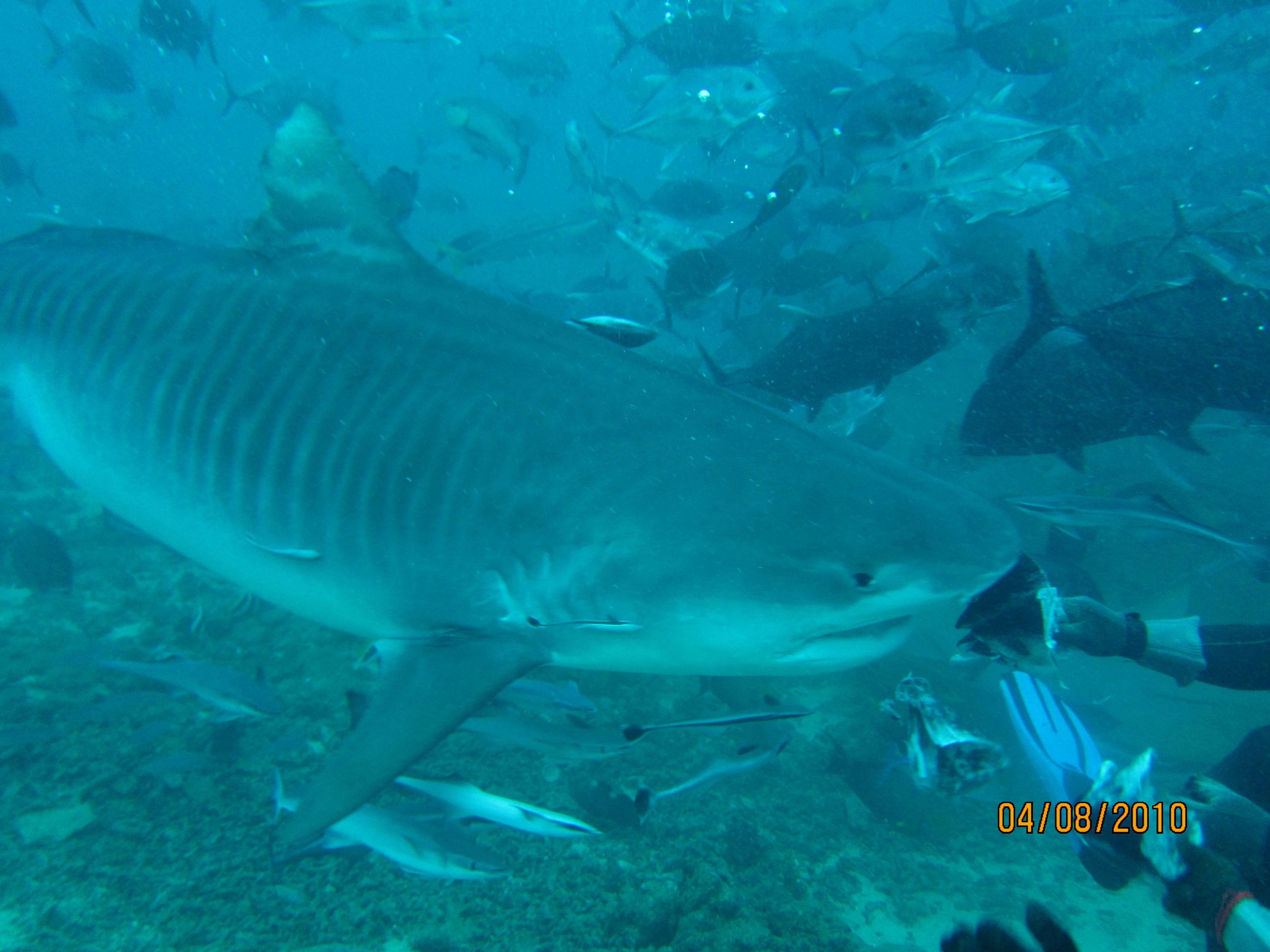 best of Fiji 2010 Aug.