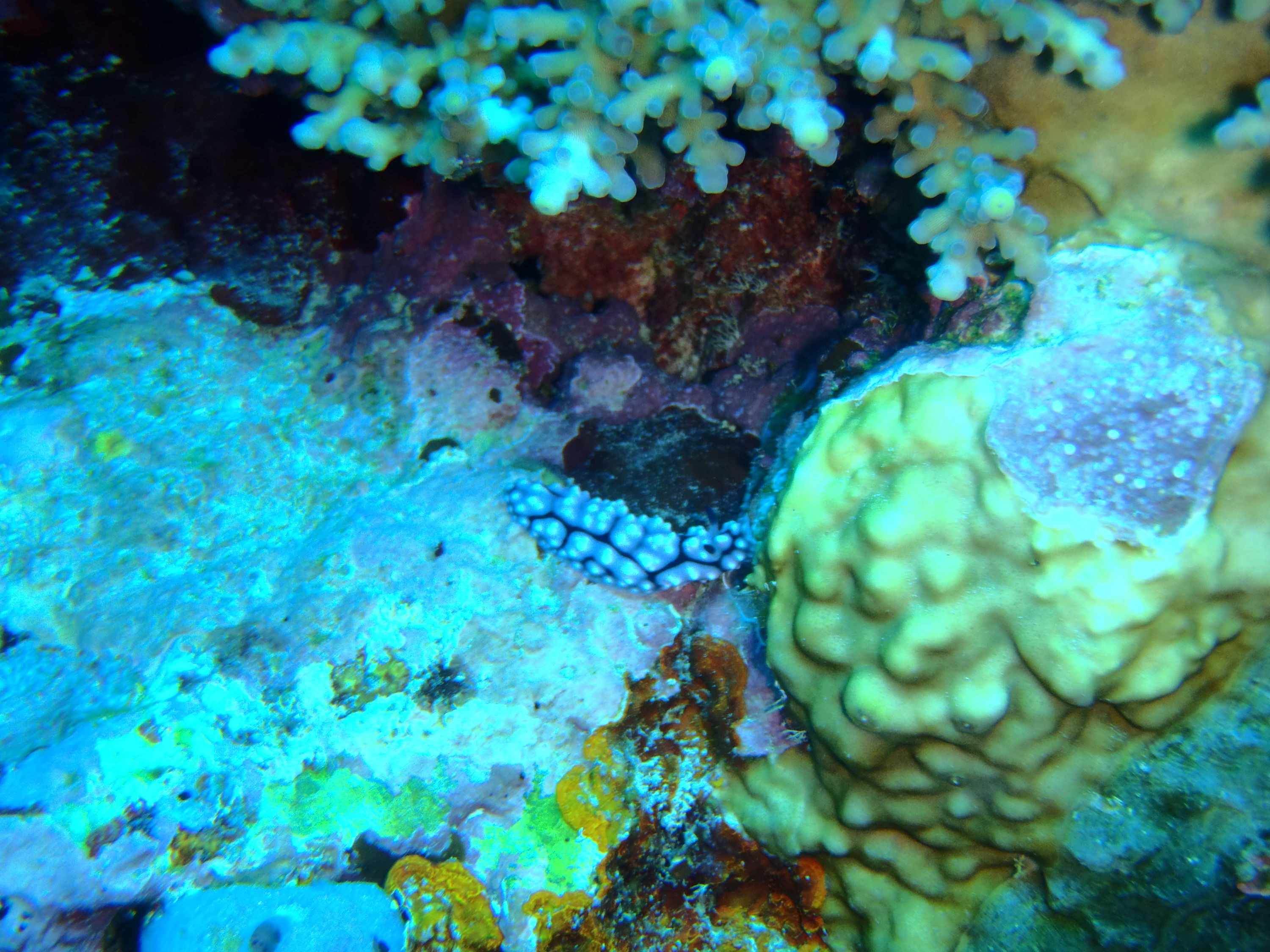 best of Fiji 2010 Aug.