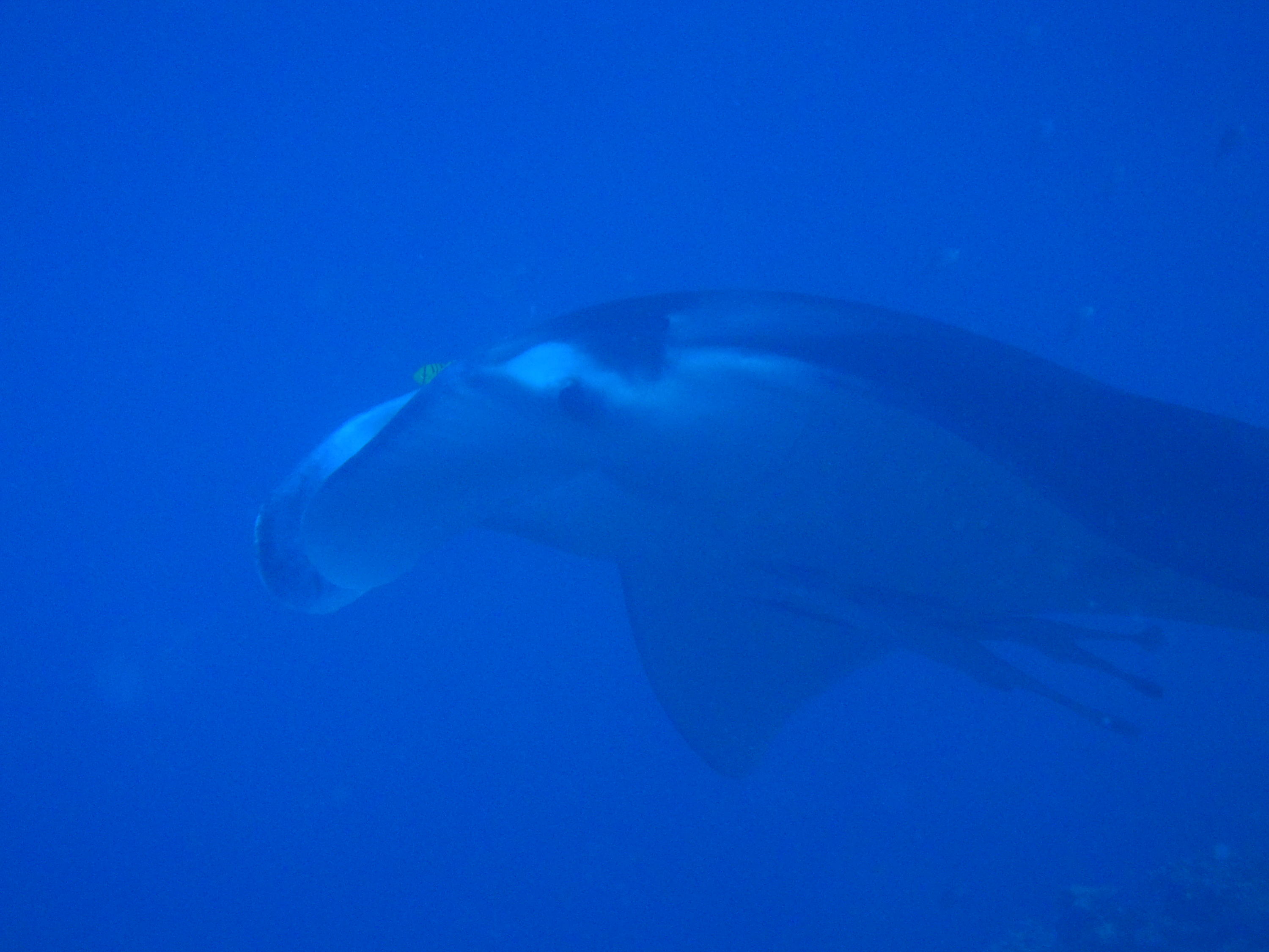best of Fiji 2010 Aug.