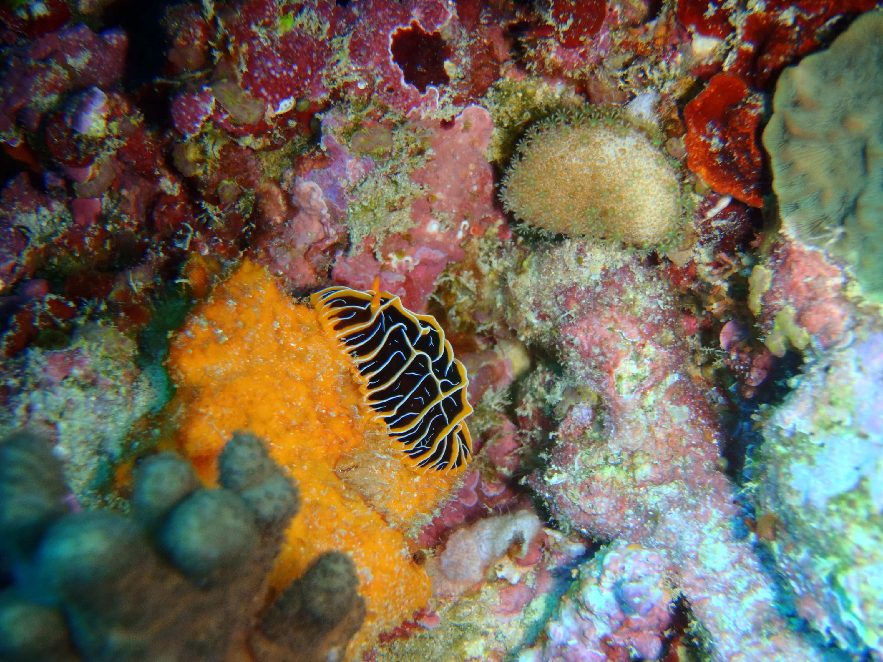 best of Fiji 2010 Aug.
