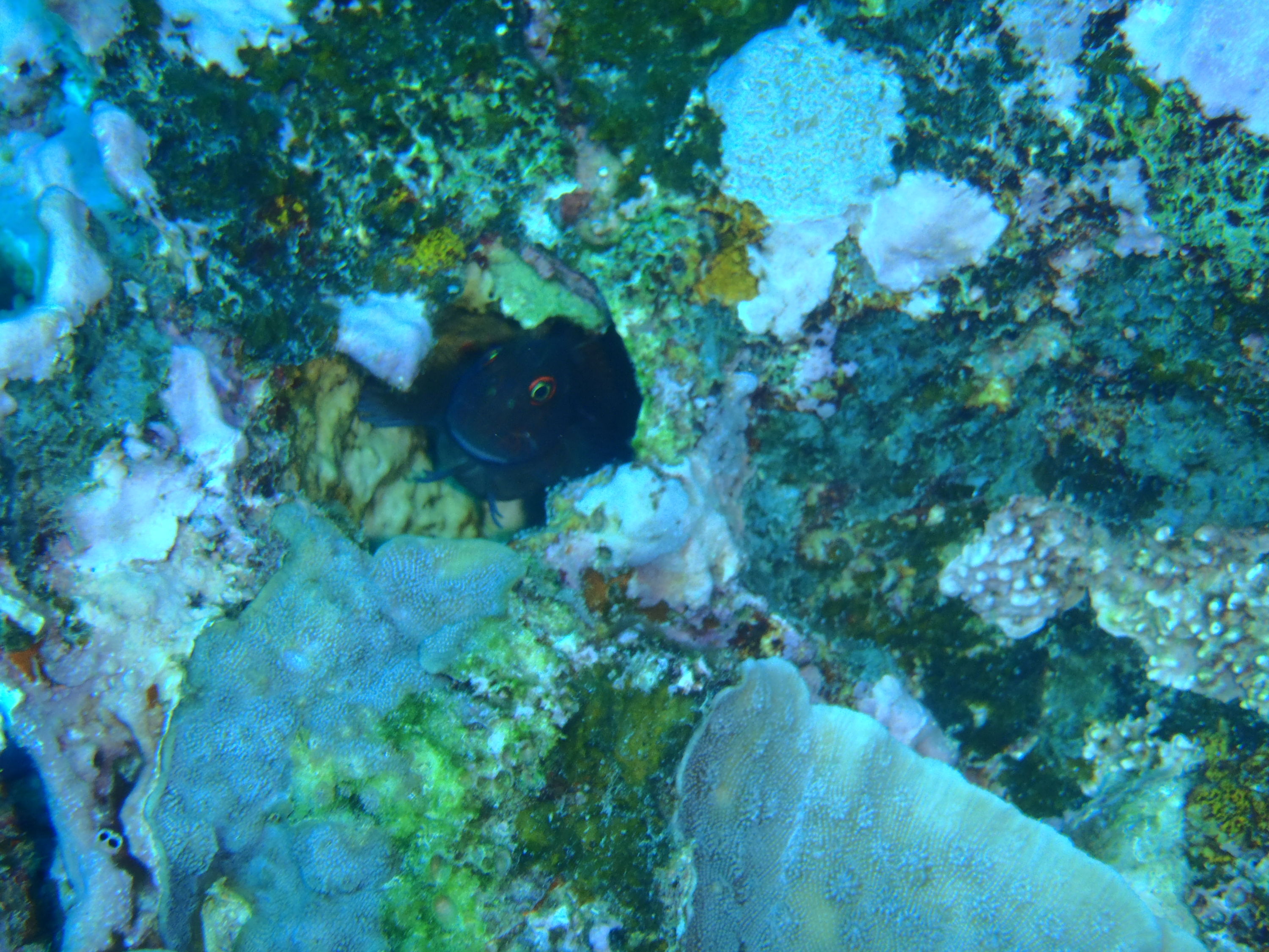 best of Fiji 2010 Aug.