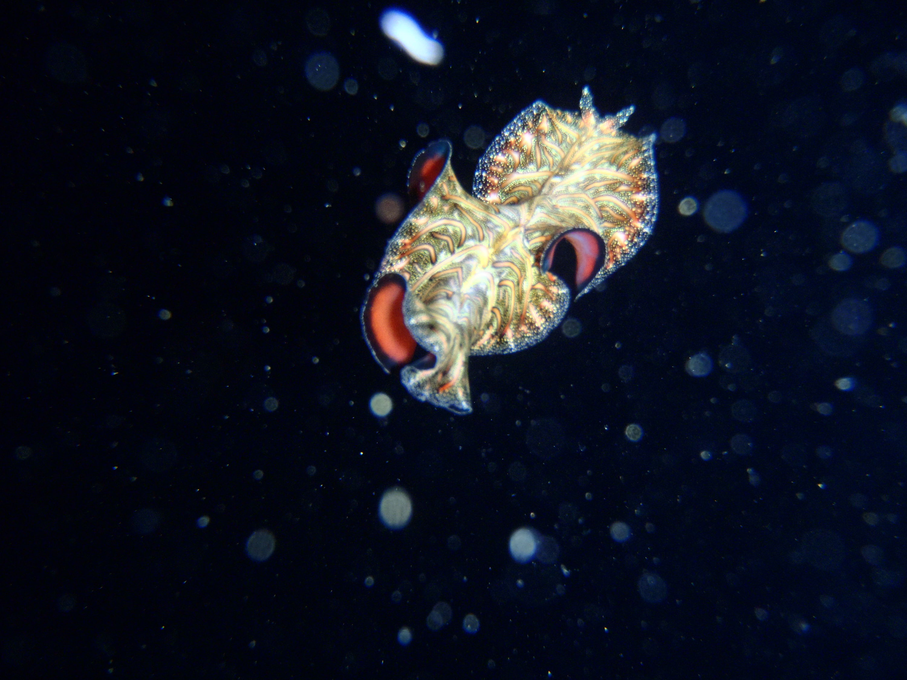 best of Fiji 2010 Aug.