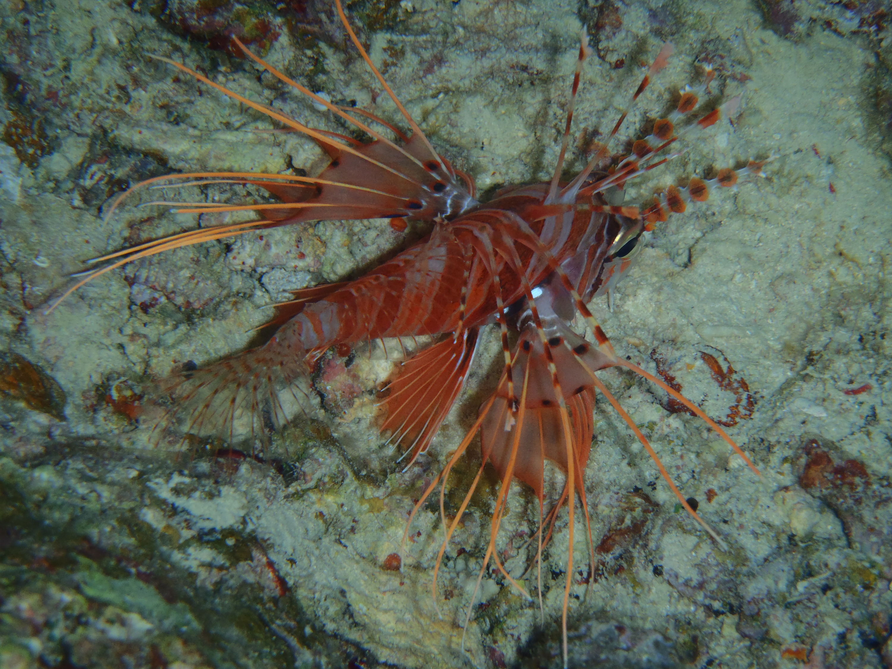best of Fiji 2010 Aug.