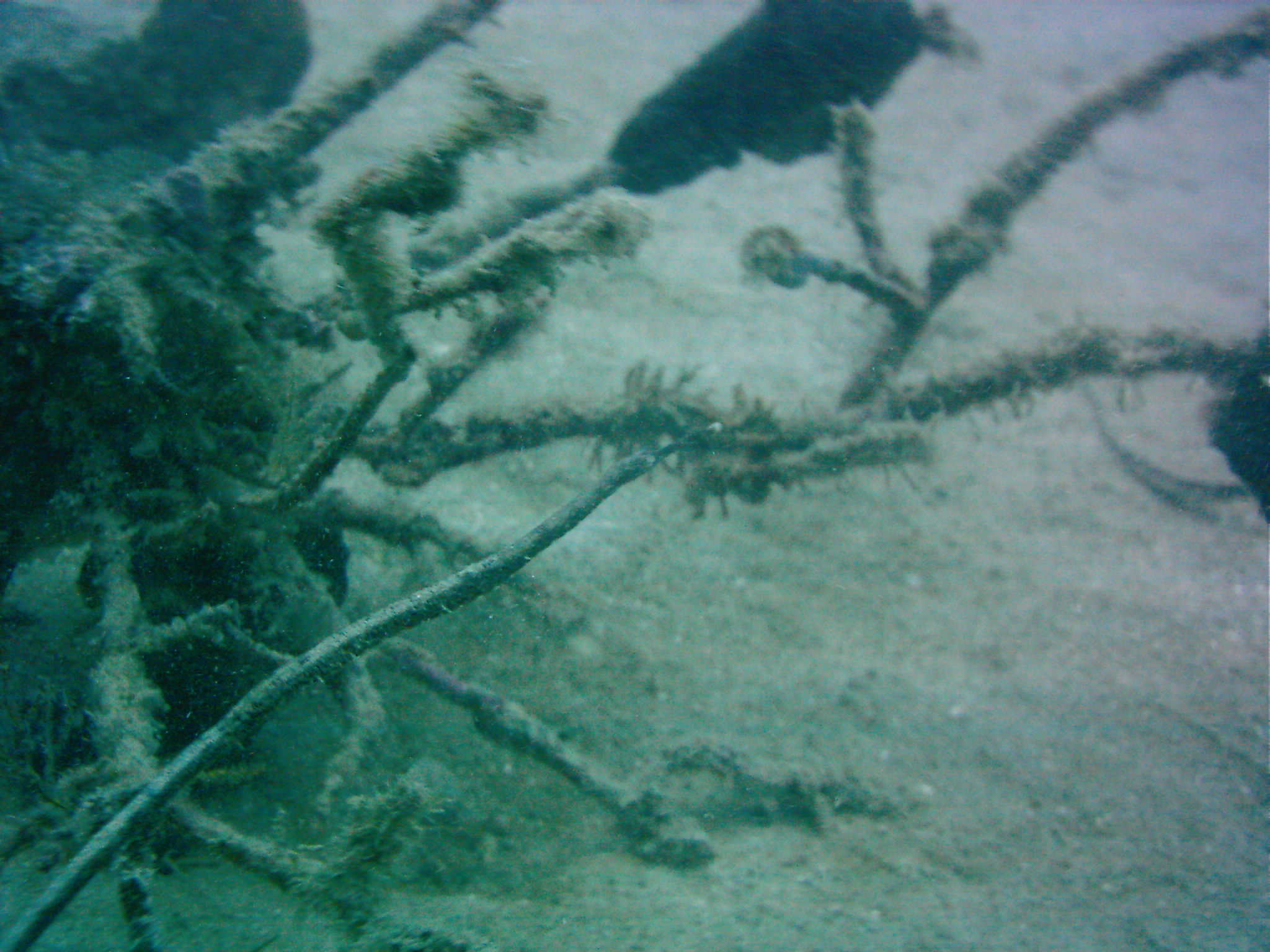 Best of Fiji 2010 Aug.