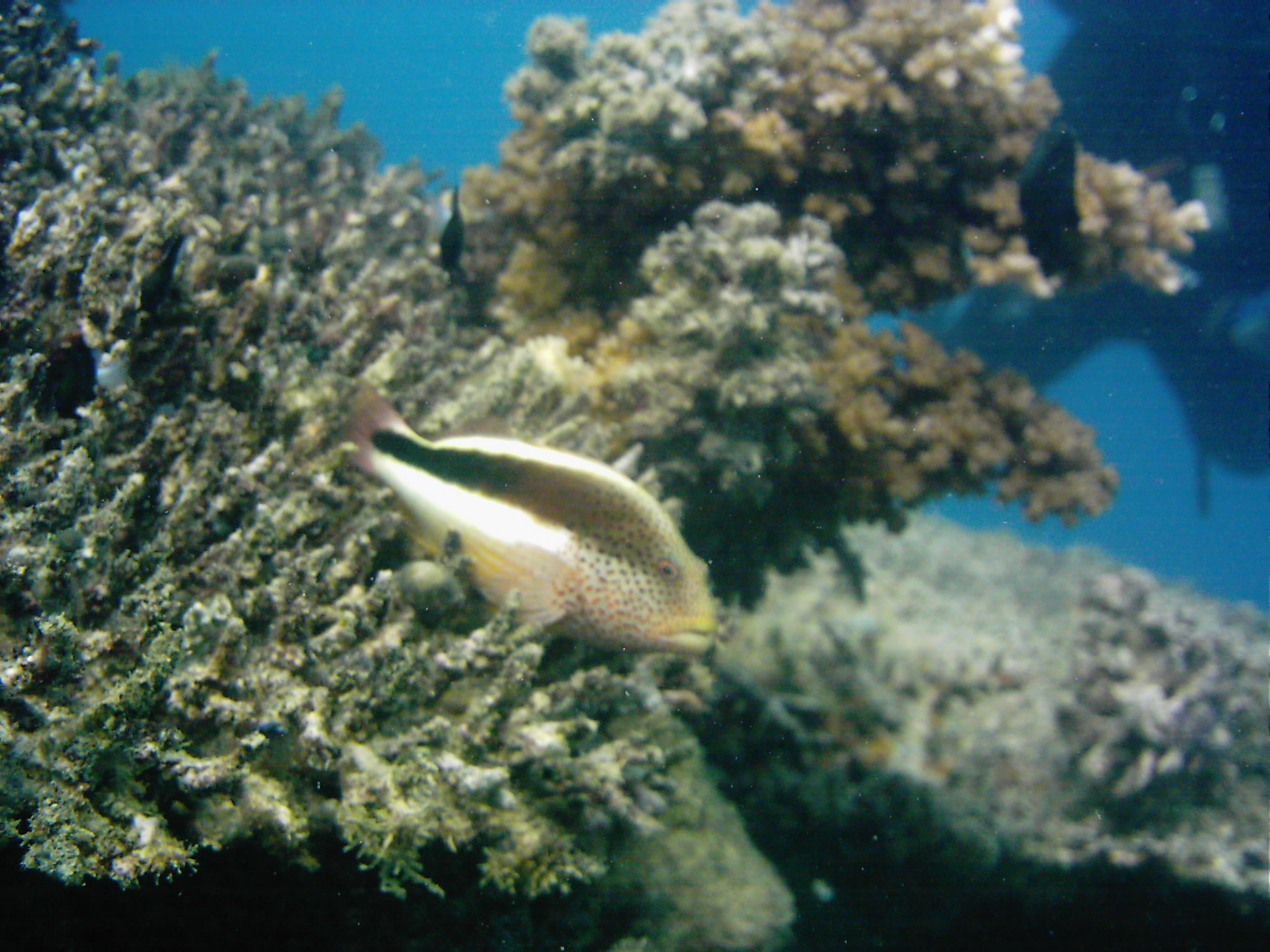 Best of Fiji 2010 Aug.
