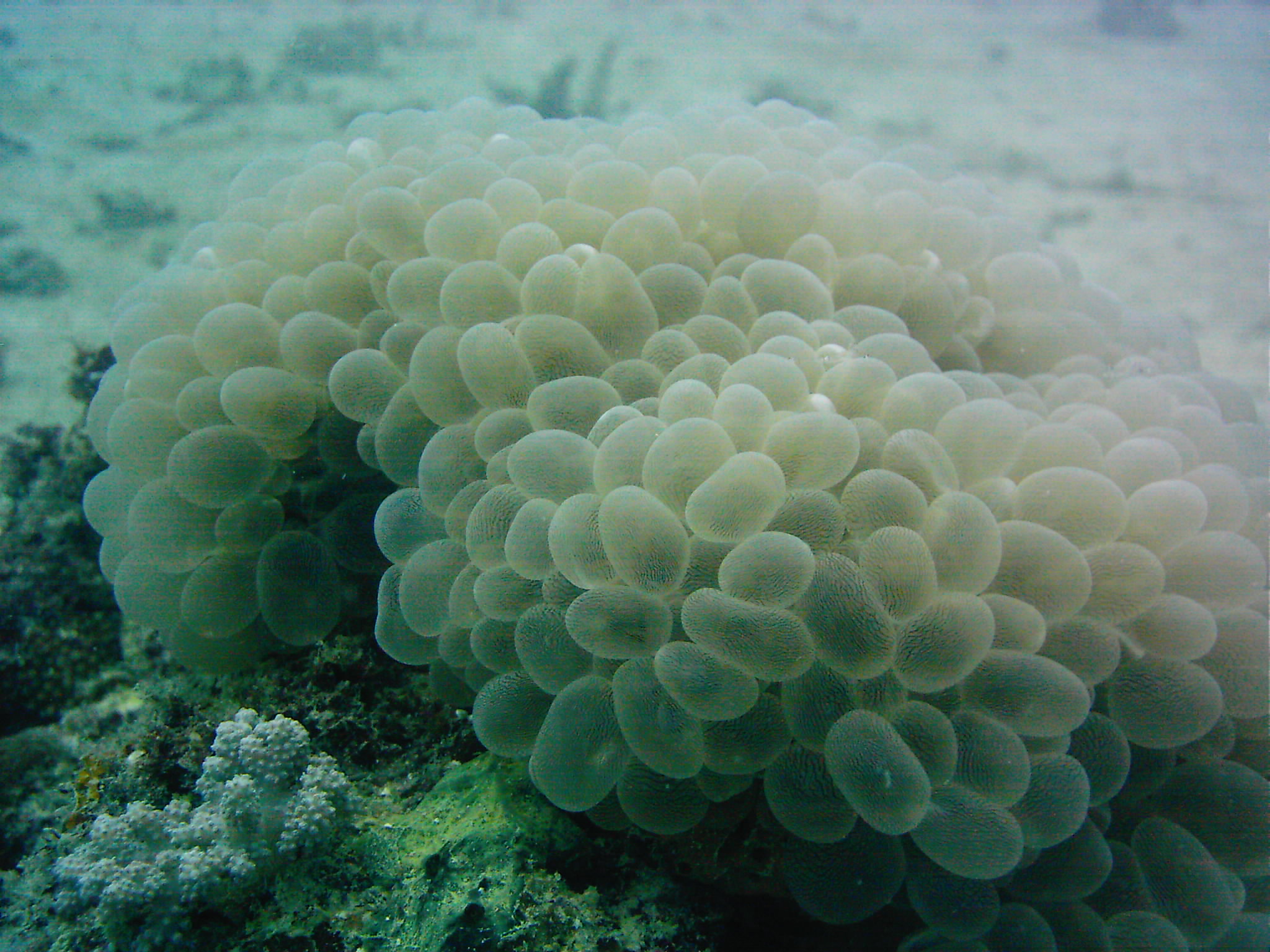 Best of Fiji 2010 Aug.