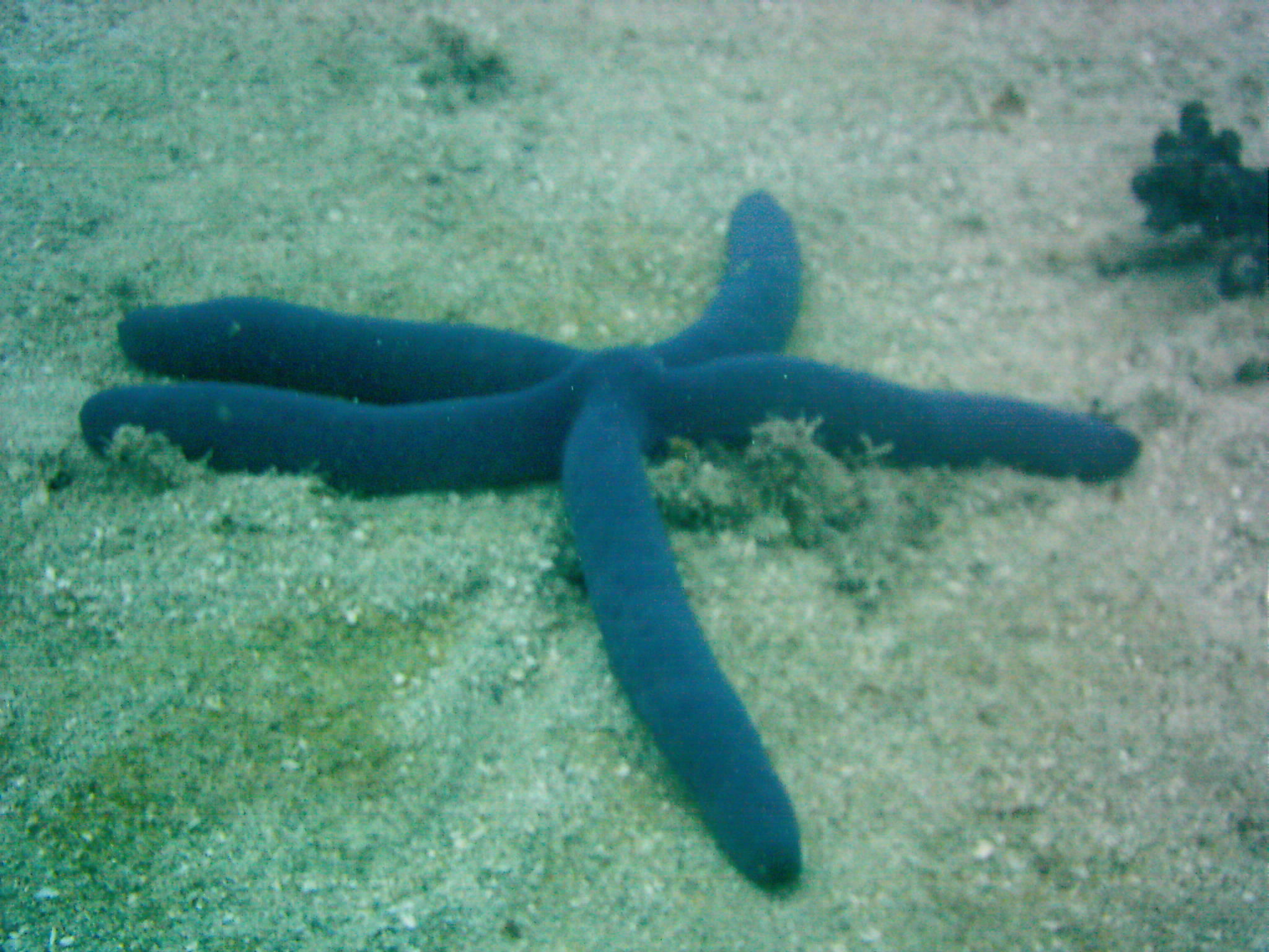Best of Fiji 2010 Aug.
