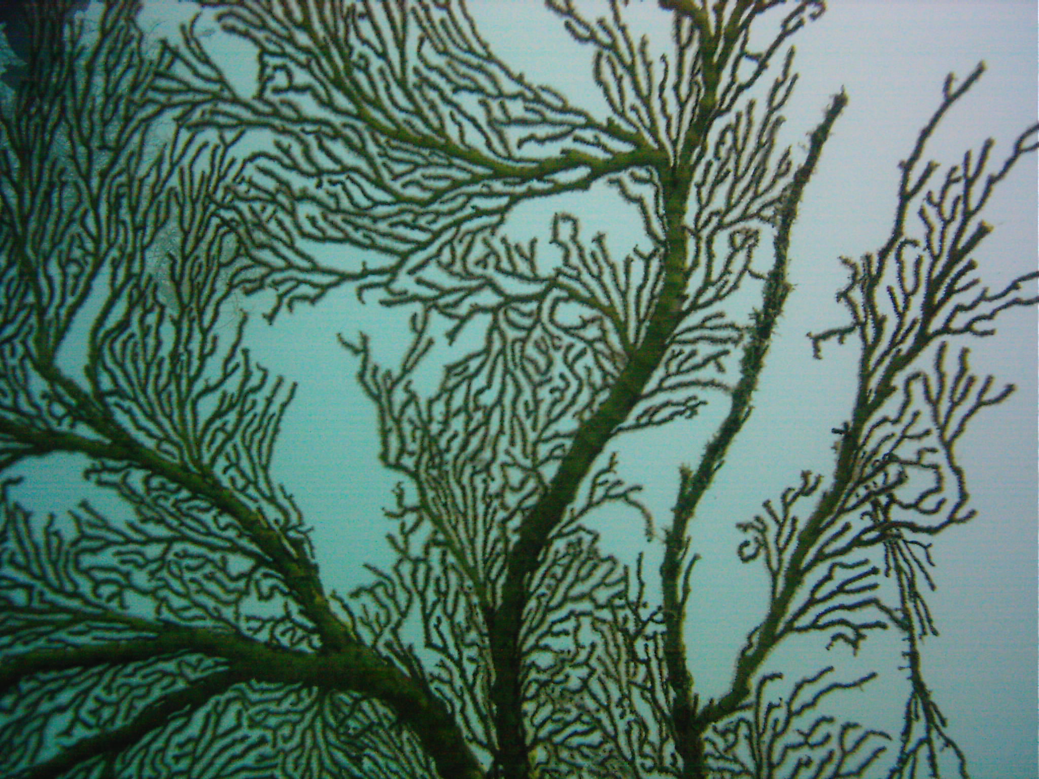 Best of Fiji 2010 Aug.