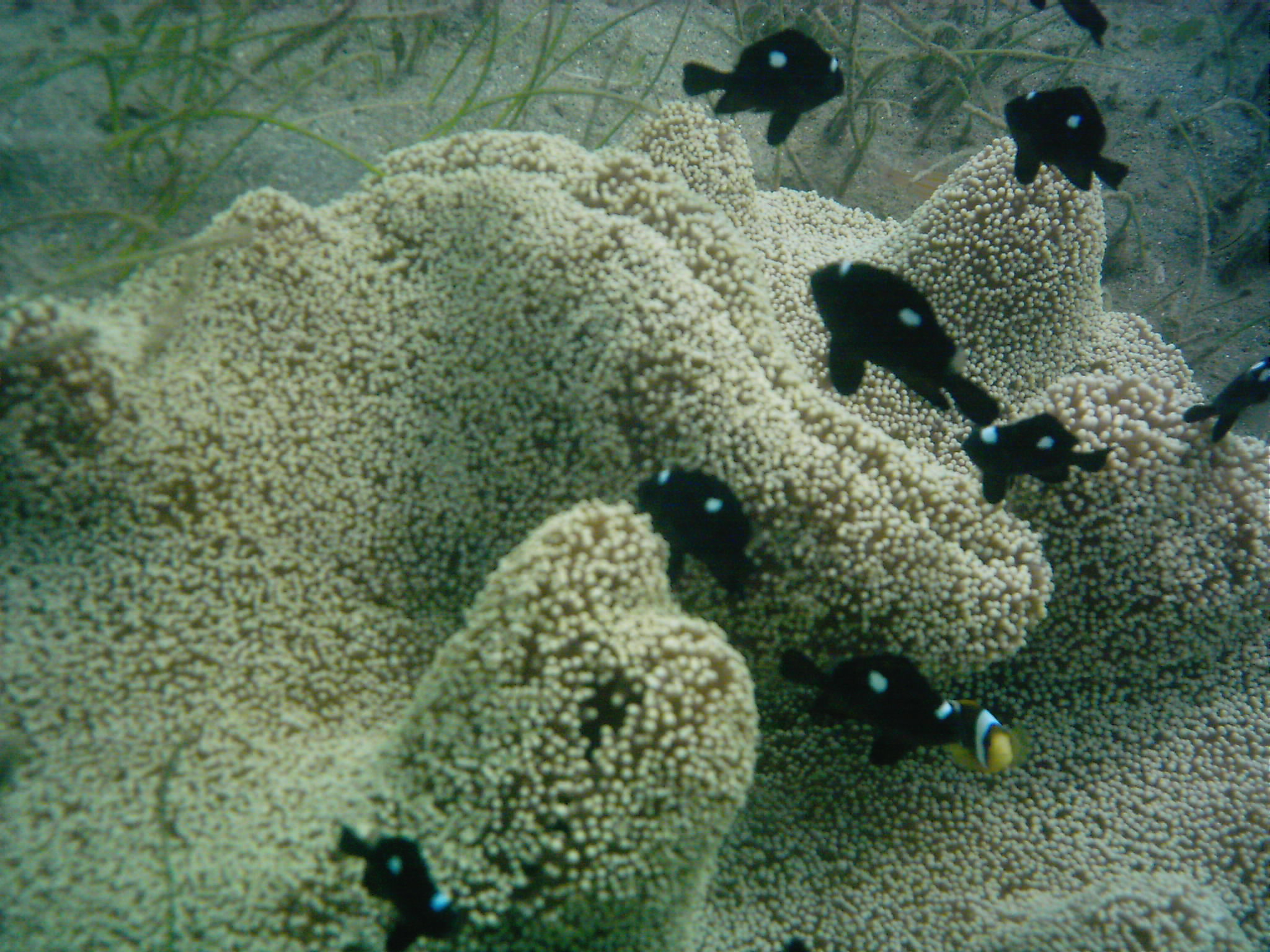 Best of Fiji 2010 Aug.