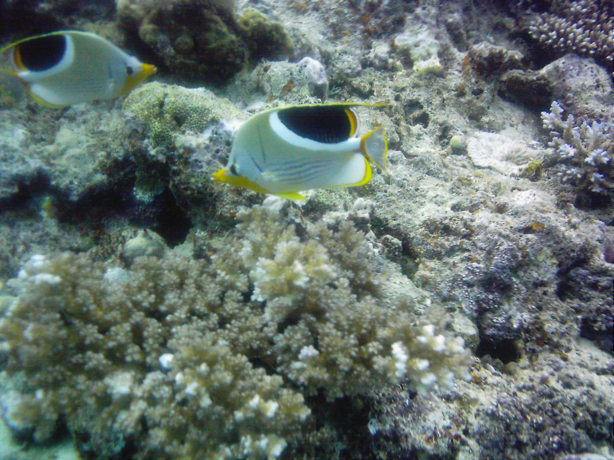Best of Fiji 2010 Aug.