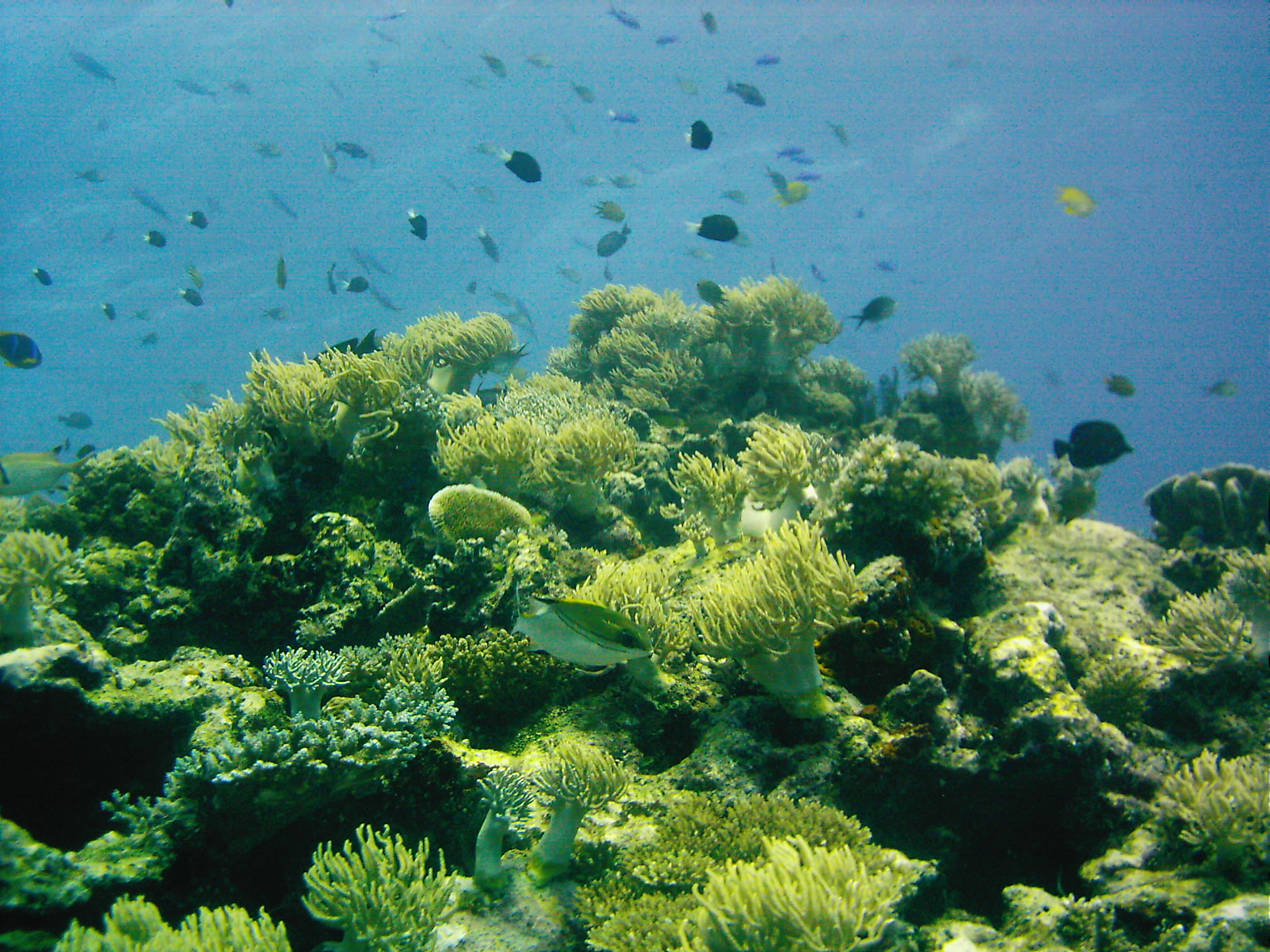 Best of Fiji 2010 Aug.