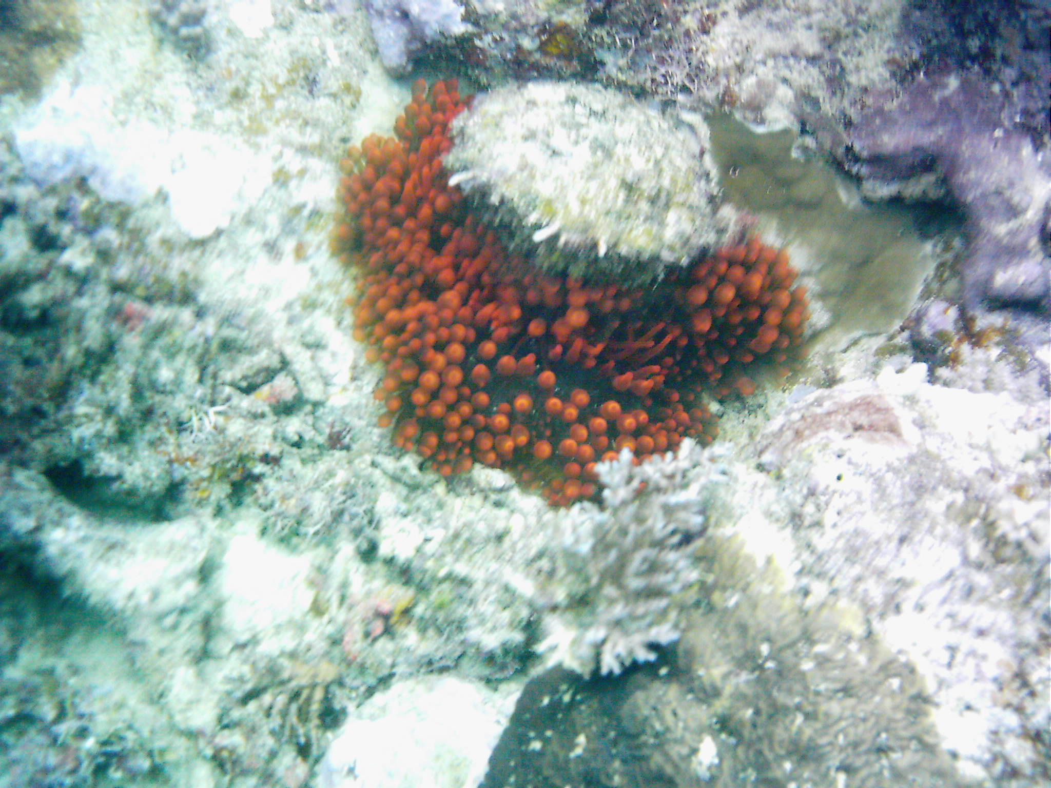 Best of Fiji 2010 Aug.