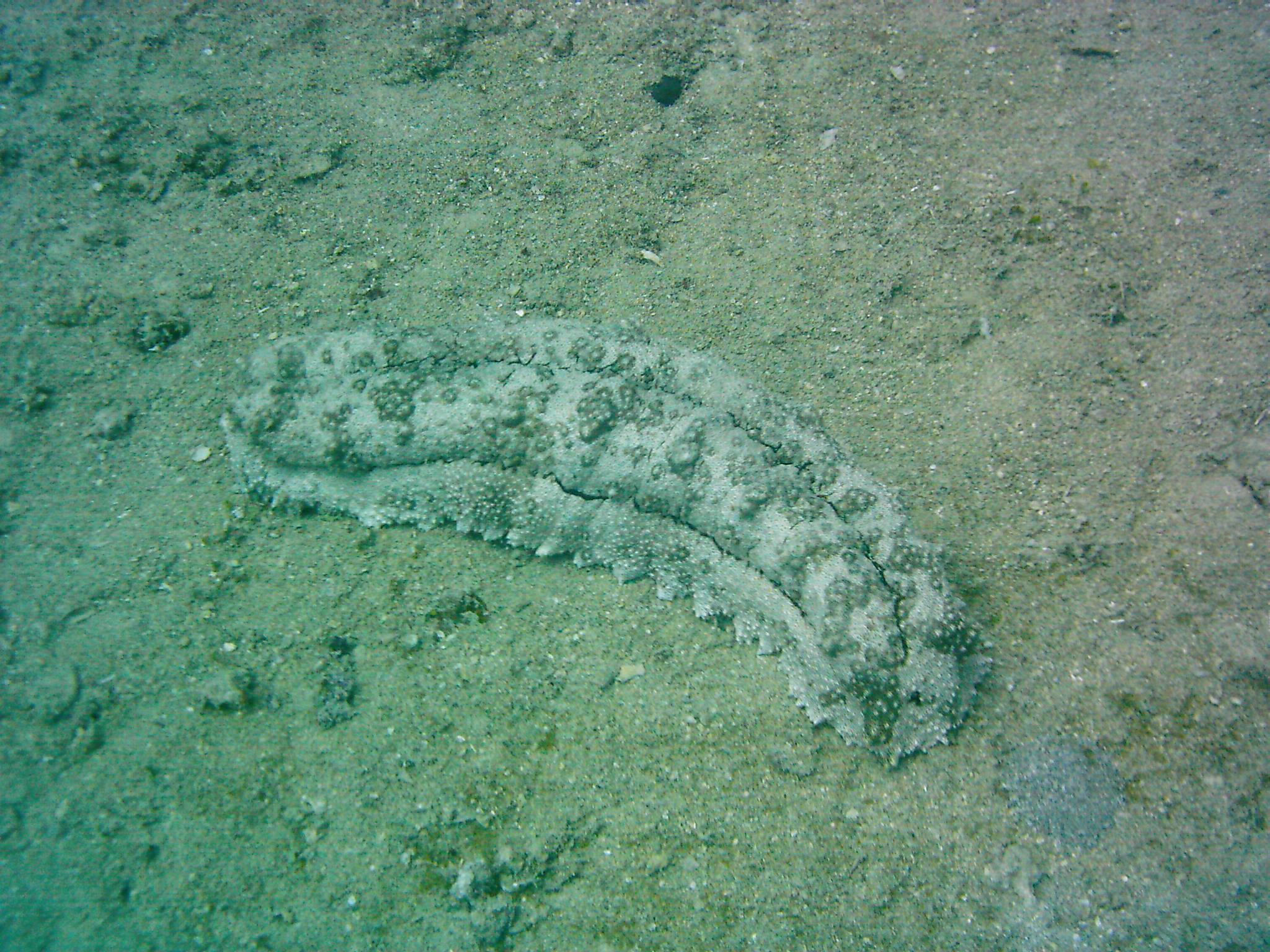 Best of Fiji 2010 Aug.