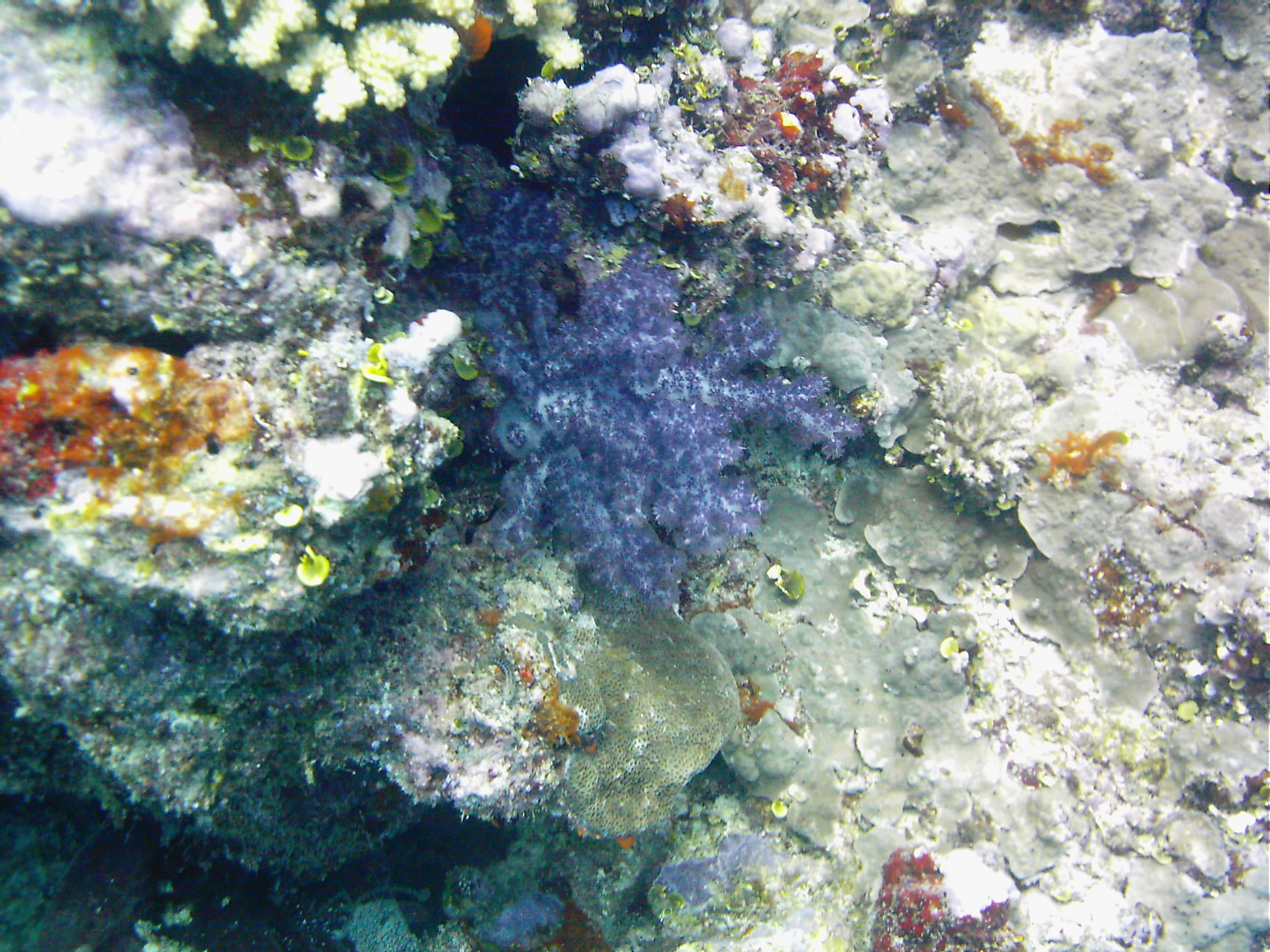 Best of Fiji 2010 Aug.