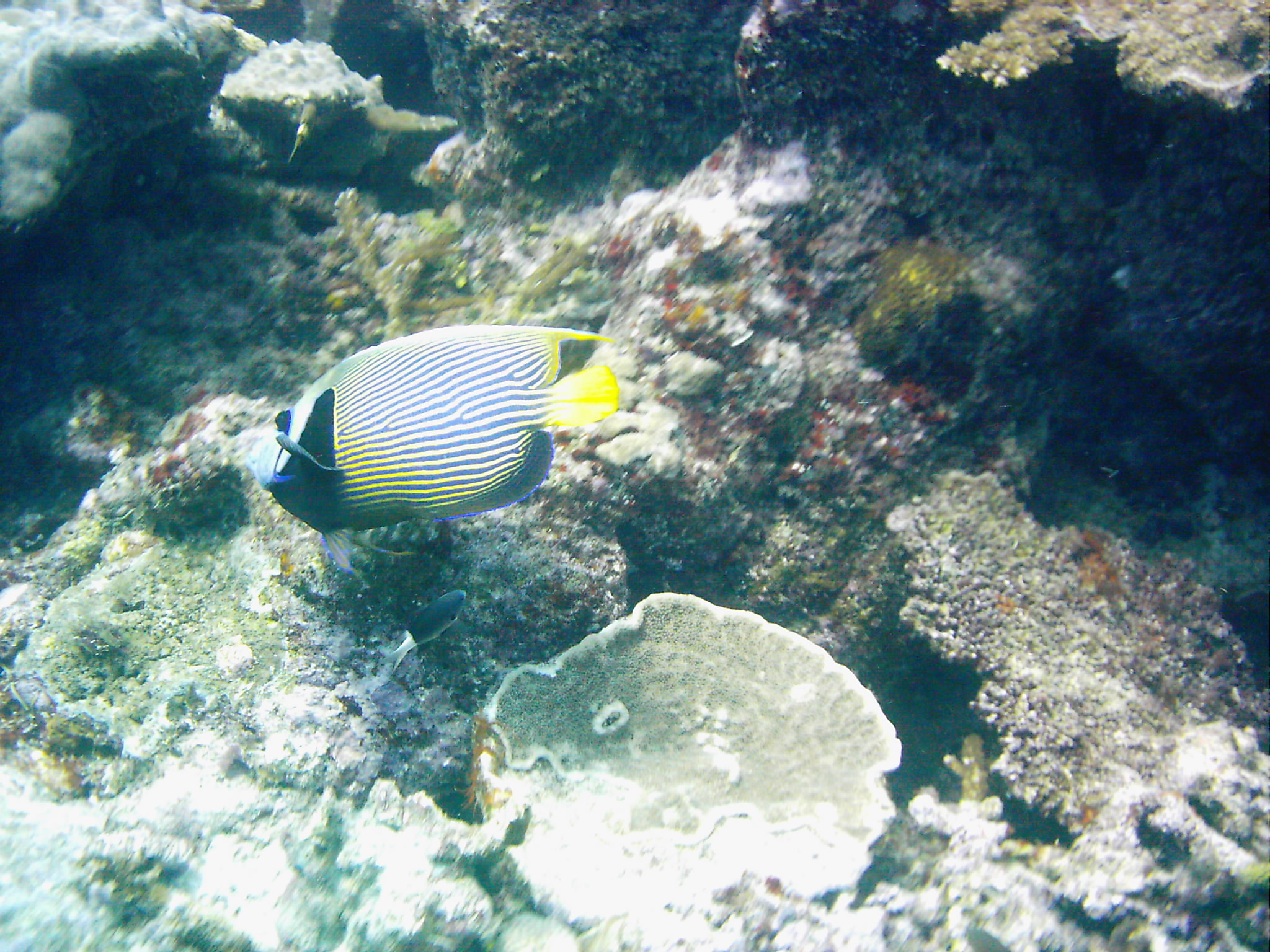 Best of Fiji 2010 Aug.