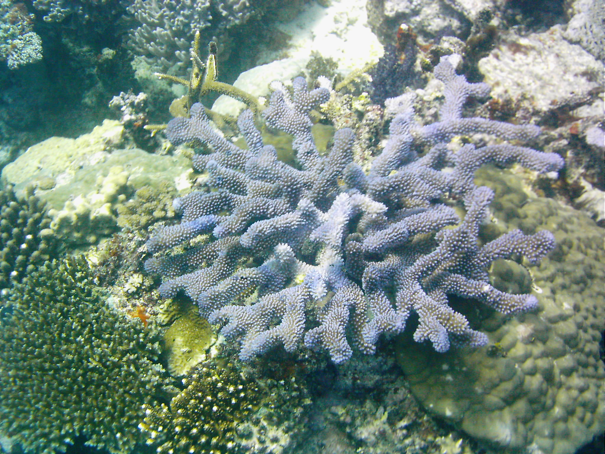 Best of Fiji 2010 Aug.