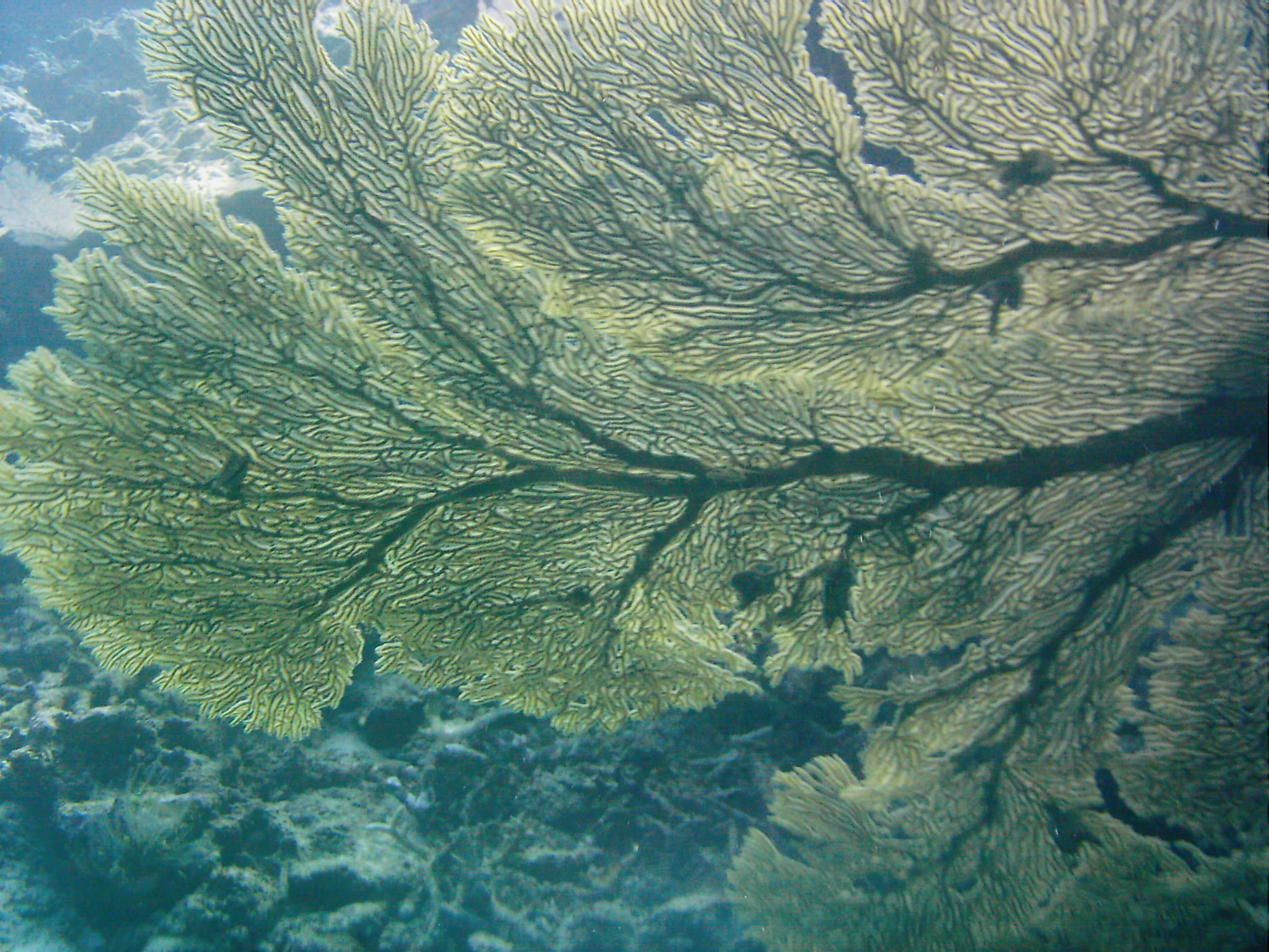 Best of Fiji 2010 Aug.