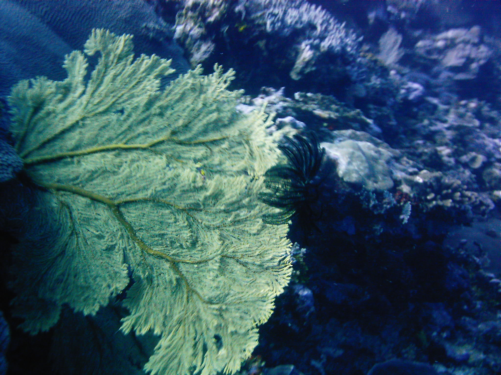 Best of Fiji 2010 Aug.