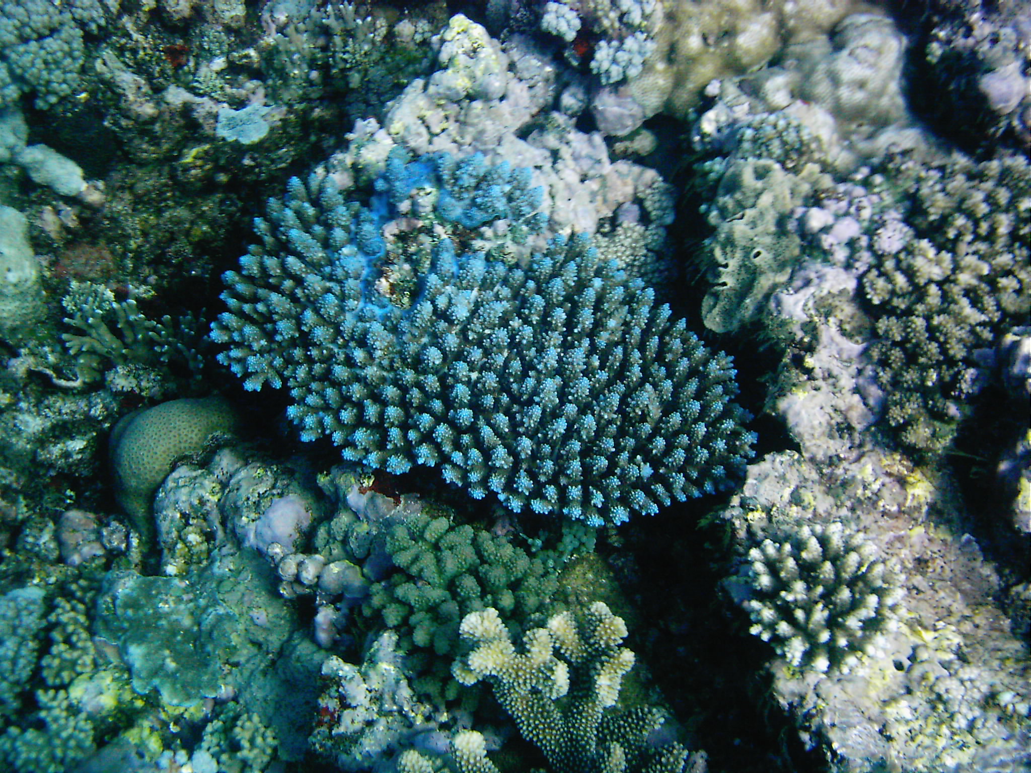 Best of Fiji 2010 Aug.