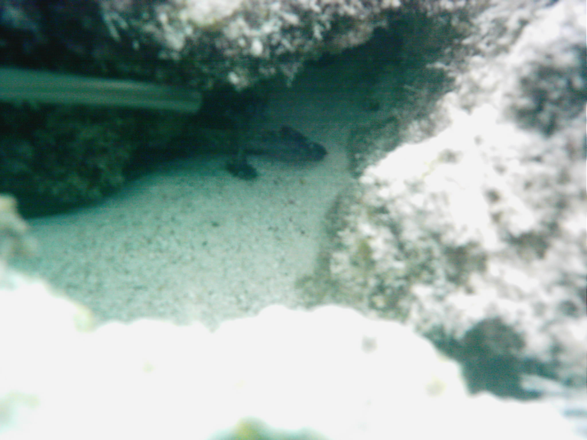 Best of Fiji 2010 Aug.