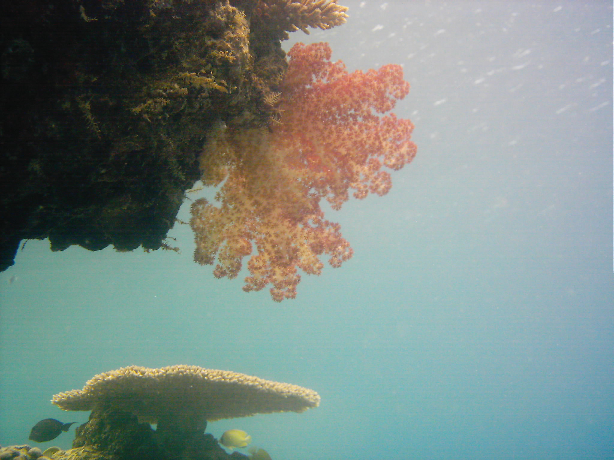 Best of Fiji 2010 Aug.