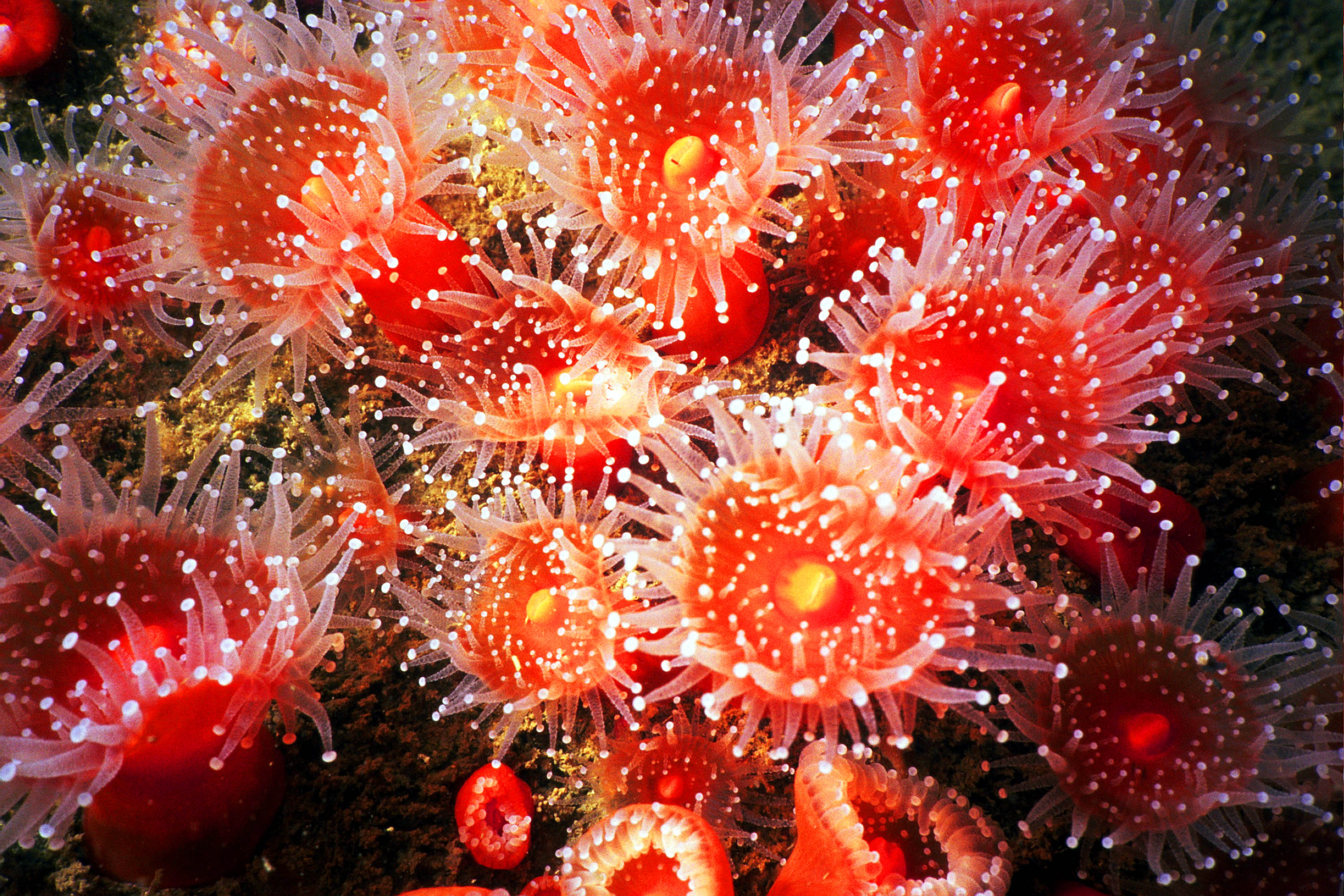 Beuatiful Strawberry Anemone's