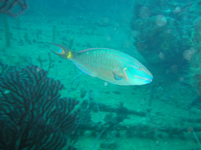 Bianca C, Grenada (Caribbean)