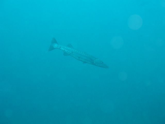 Bianca C, Grenada (Caribbean)