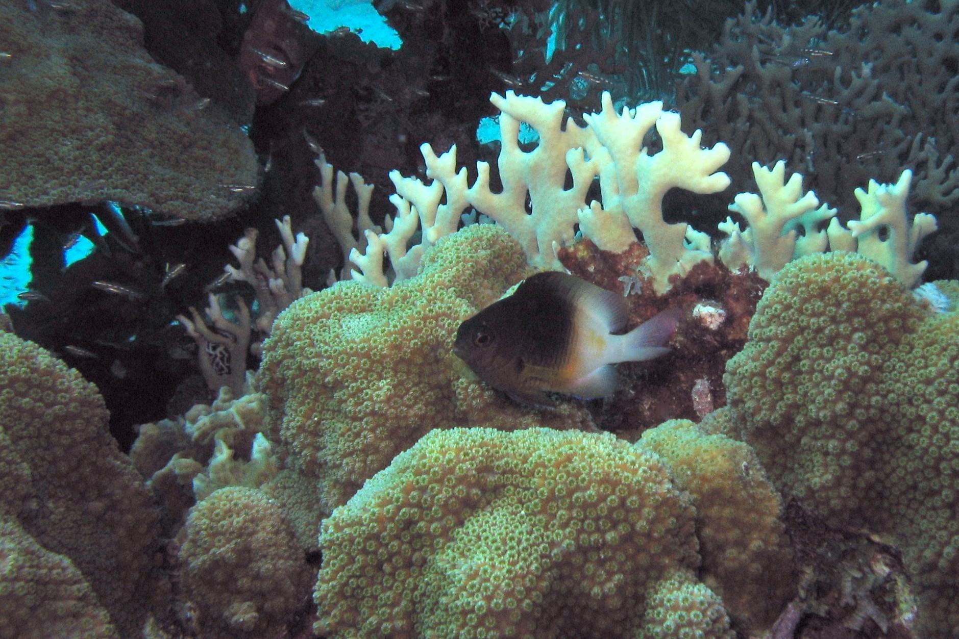 Bicolor Damselfish