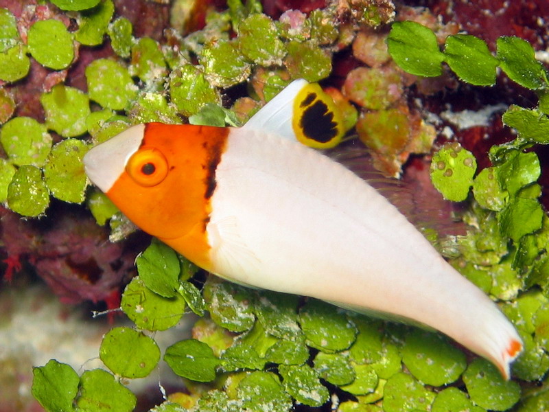 Bicolor Parrotfish Juv