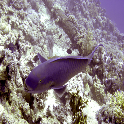 Bicolour_parrtofish_feeding