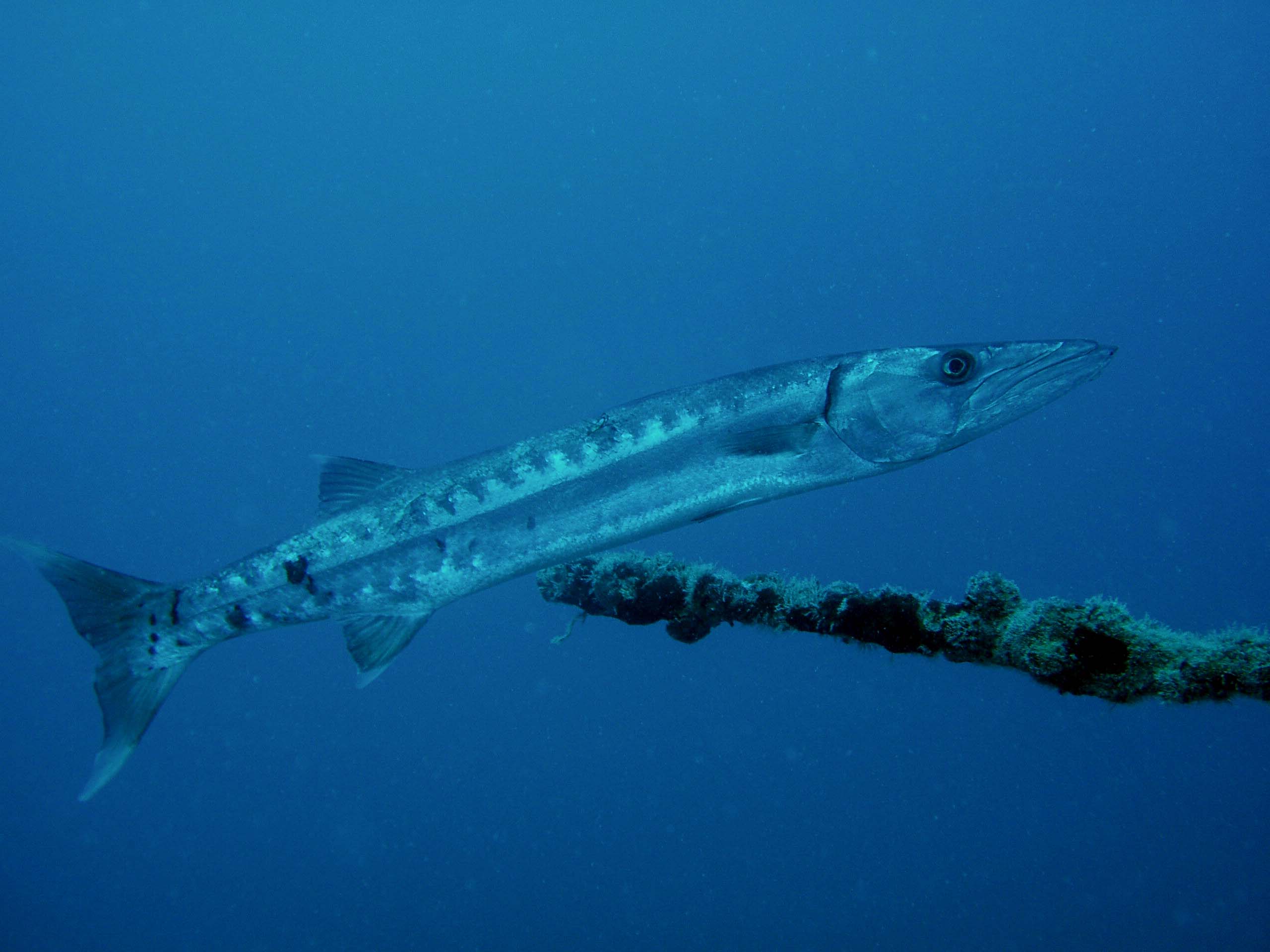 Big Barracuda on Thunderbolt Wreck Marathon