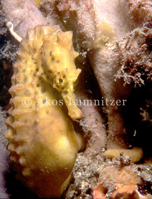 Big-bellied seahorse
