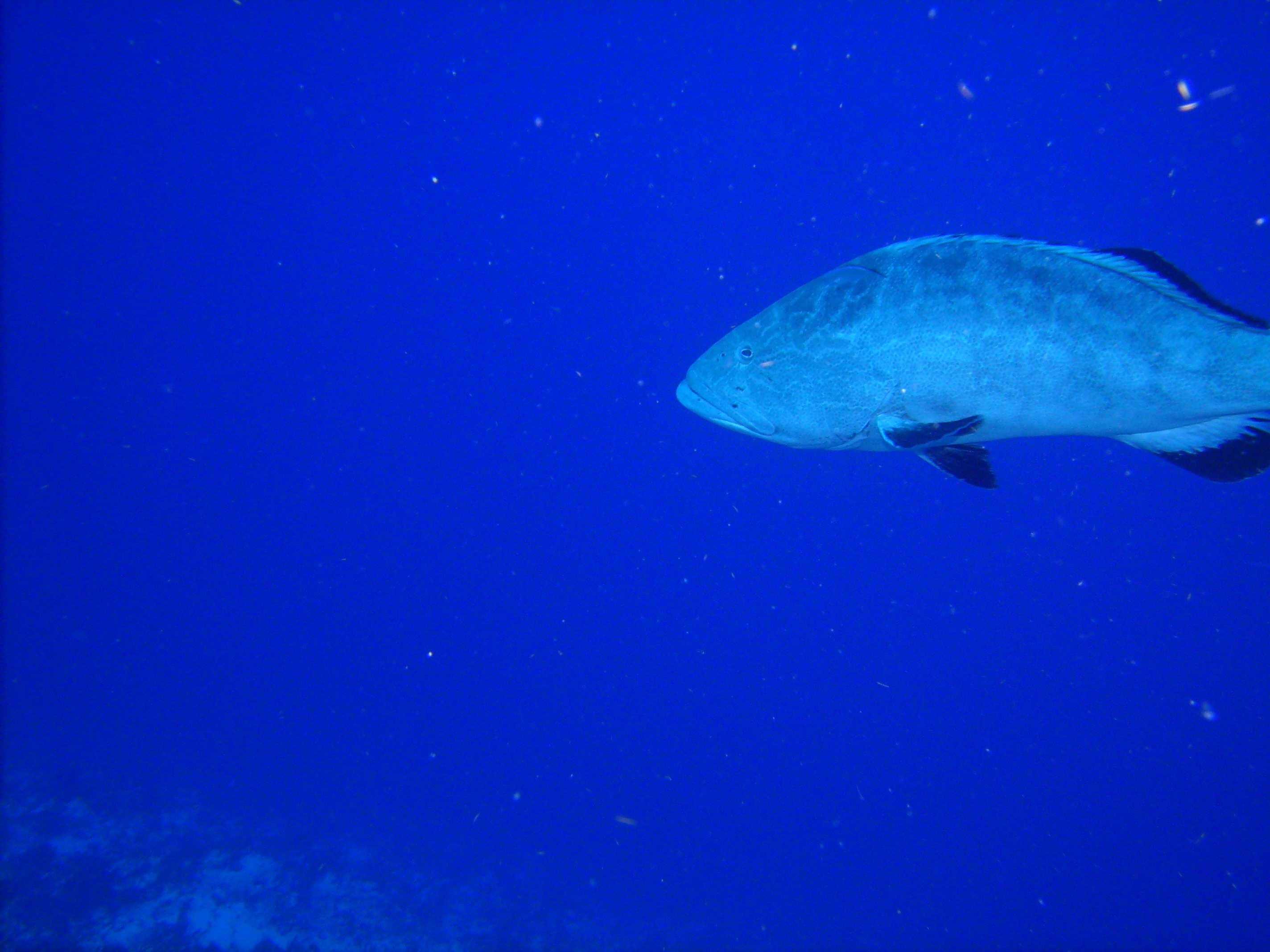 big black grouper