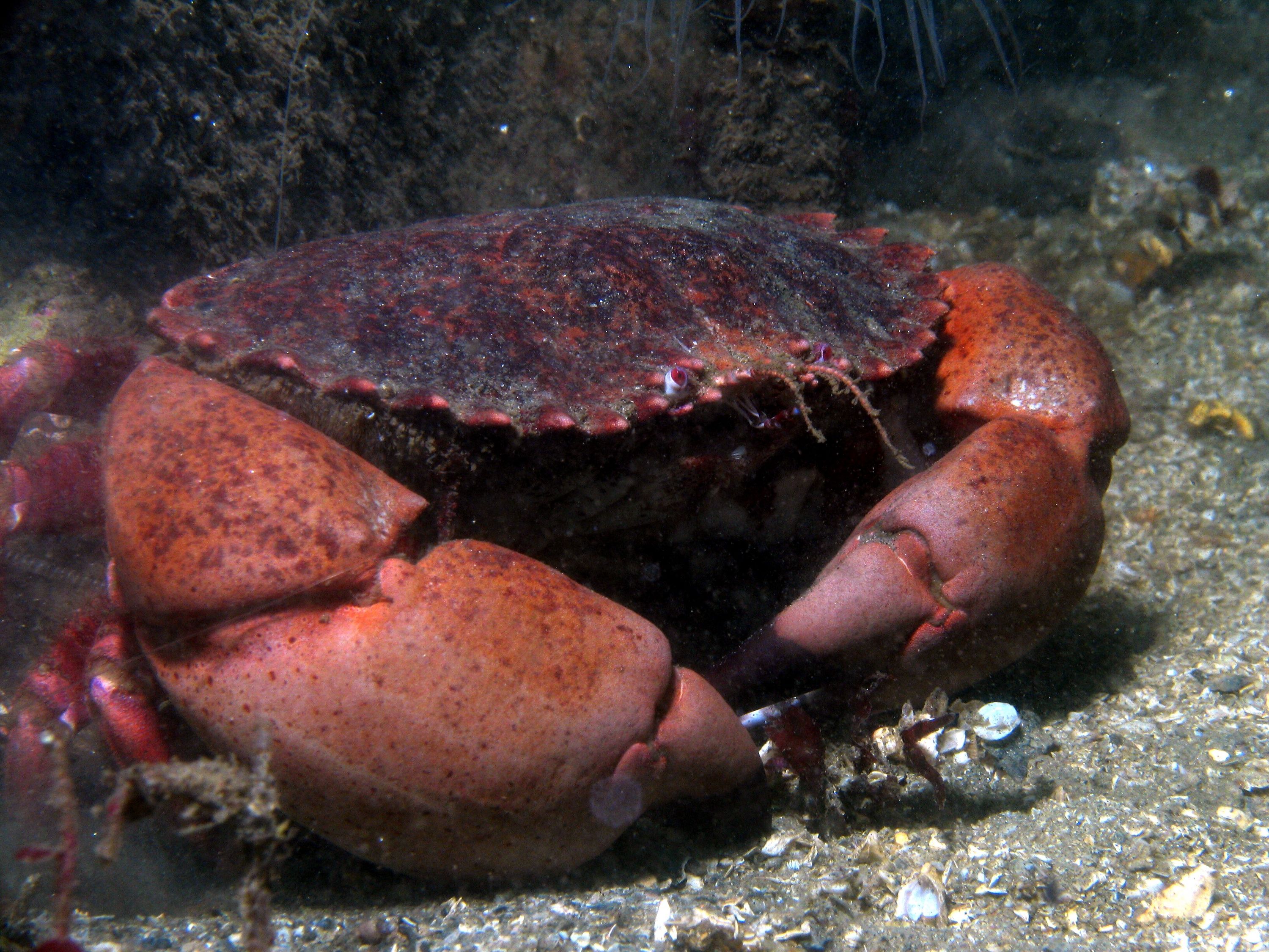 big crab,monterey ca