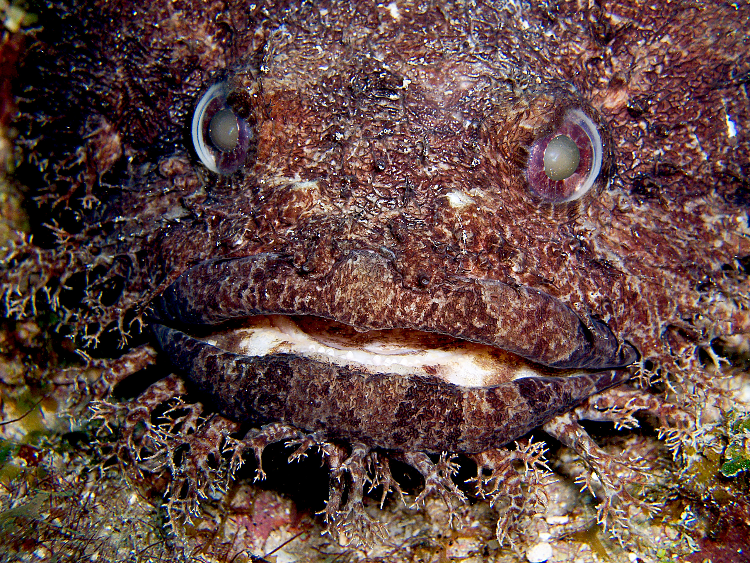Big Eye Toadfish