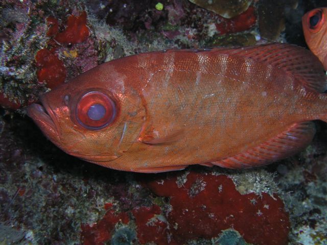 Big Eyed Redfish