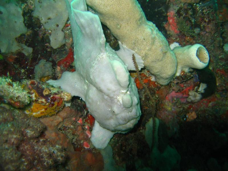 Big Frogfish