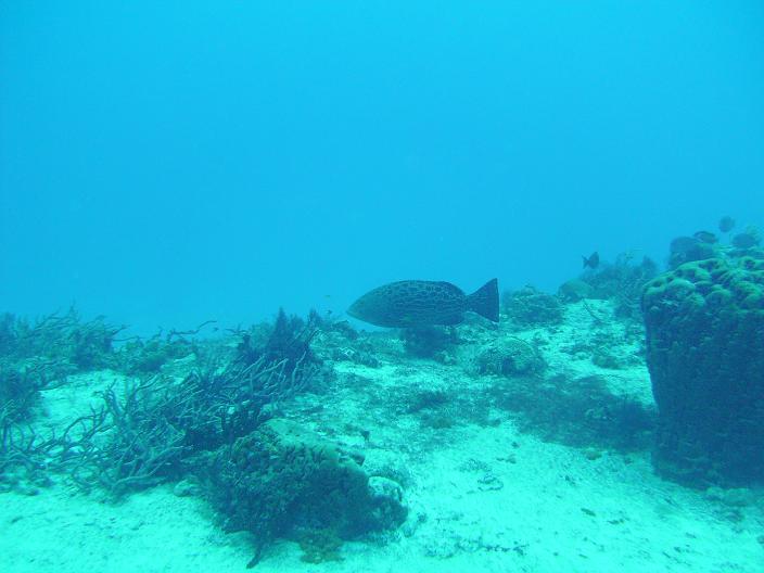 big Grouper