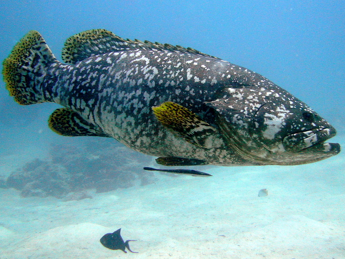 Big Grouper