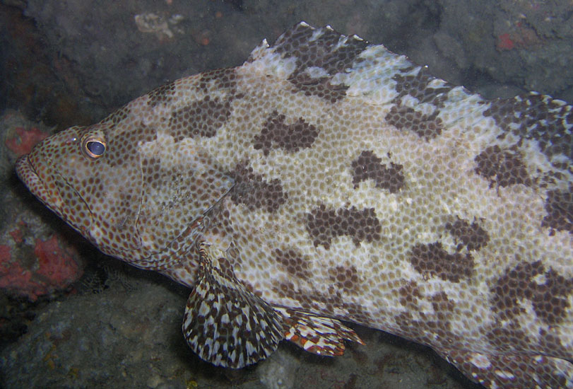 Big Grouper