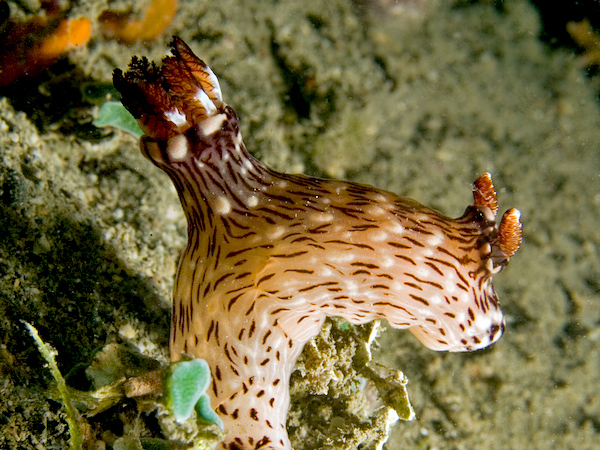 Big nudibranch