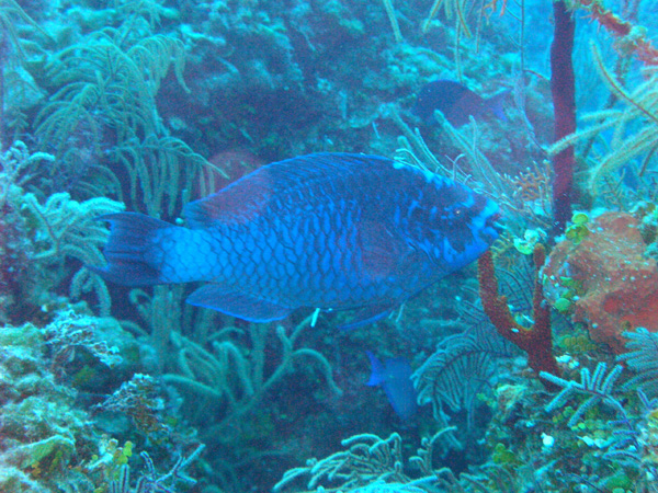 Big parrot fish