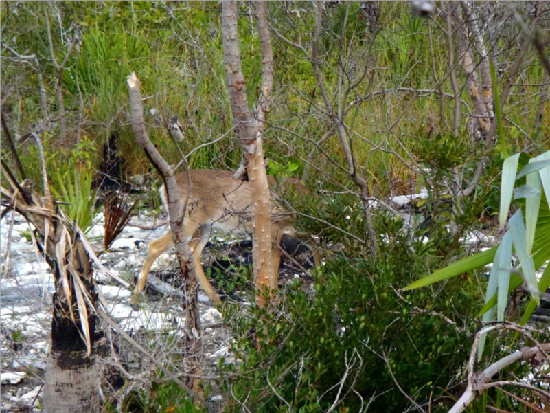 Big Pine Key 01-26-2013