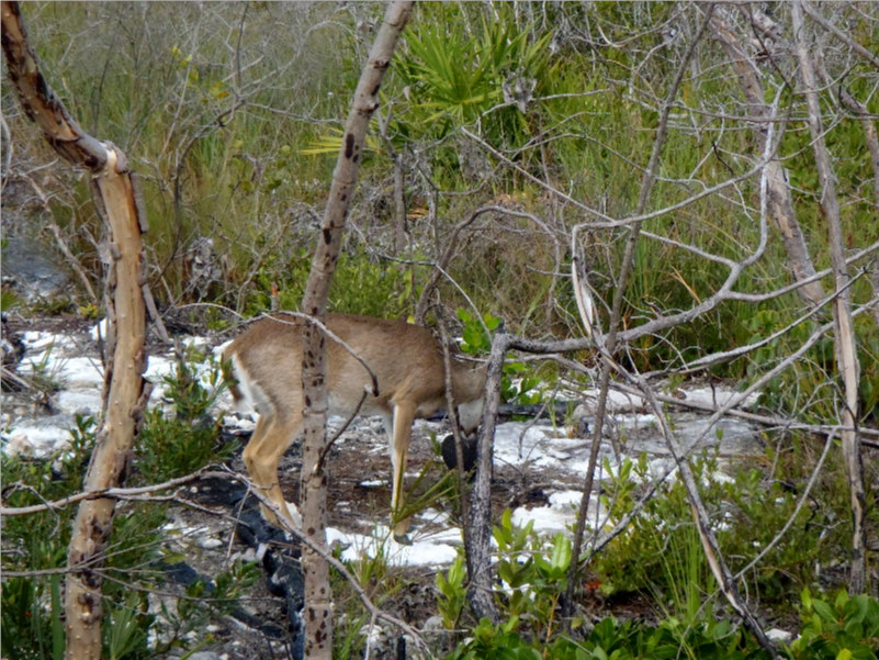 Big Pine Key 01-26-2013