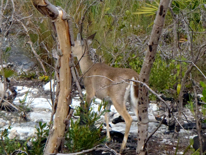Big Pine Key 01-26-2013